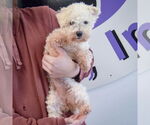 Small #2 Bichon Frise