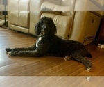 Small Photo #1 Miniature Australian Shepherd-Miniature Bernedoodle Mix Puppy For Sale in BLUE SPRINGS, MO, USA