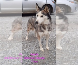 Siberian Husky Dogs for adoption in SHIPSHEWANA, IN, USA