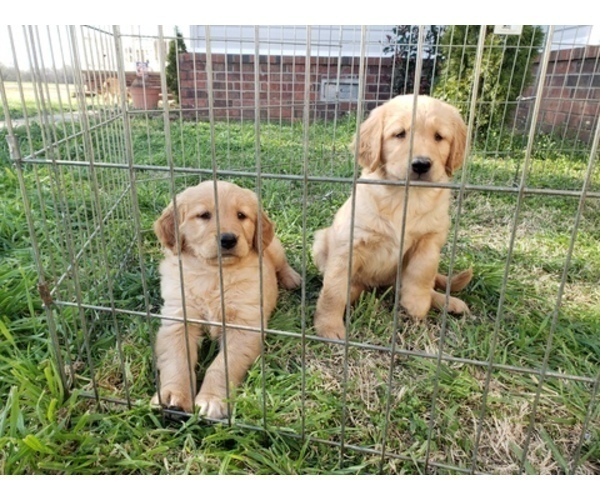 Medium Photo #8 Golden Retriever Puppy For Sale in CLAREMORE, OK, USA