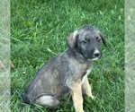 Puppy Centaur Irish Wolfhound