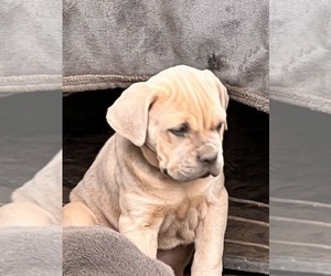 Cane Corso Puppy for sale in MODESTO, CA, USA