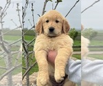 Puppy Pink collar Golden Retriever