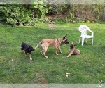 Small Photo #17 Malinois Puppy For Sale in ORCHARDS, WA, USA
