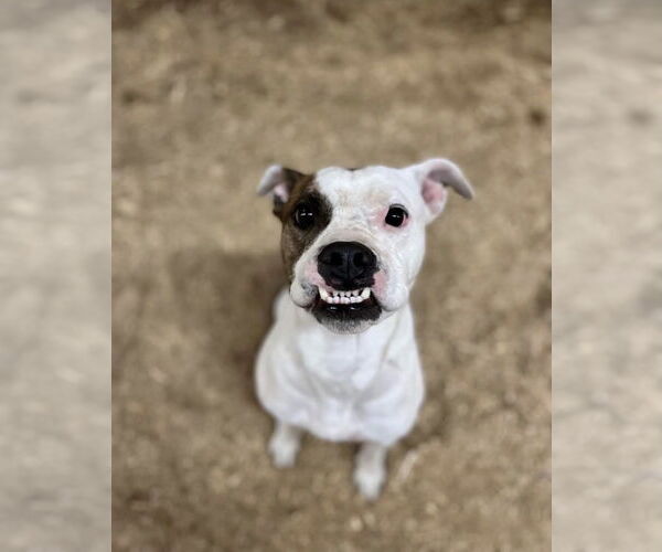 Medium Photo #2 Boxer Puppy For Sale in Maryville, TN, USA