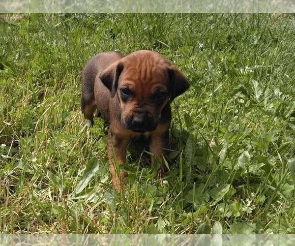 Medium Photo #4 Rhodesian Ridgeback Puppy For Sale in GATE, WA, USA