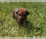 Small Photo #4 Rhodesian Ridgeback Puppy For Sale in GATE, WA, USA