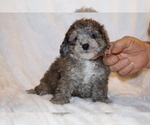 Small #1 Poodle (Toy)