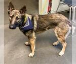 Small German Shepherd Dog
