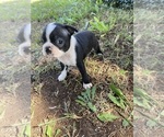 Small #4 Boston Terrier