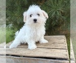 Gus - Male Maltese Puppy for Sale - Photo #5