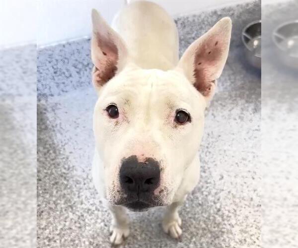 Medium Photo #1 Bull Terrier-Unknown Mix Puppy For Sale in Houston, TX, USA