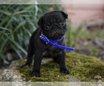 Small Photo #2 Jug-Pug Mix Puppy For Sale in LIBERTY, KY, USA