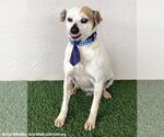 Small #1 Pug Mix