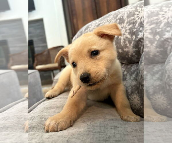 Medium Photo #1 Australian Shepherd-Unknown Mix Puppy For Sale in Missouri City, TX, USA