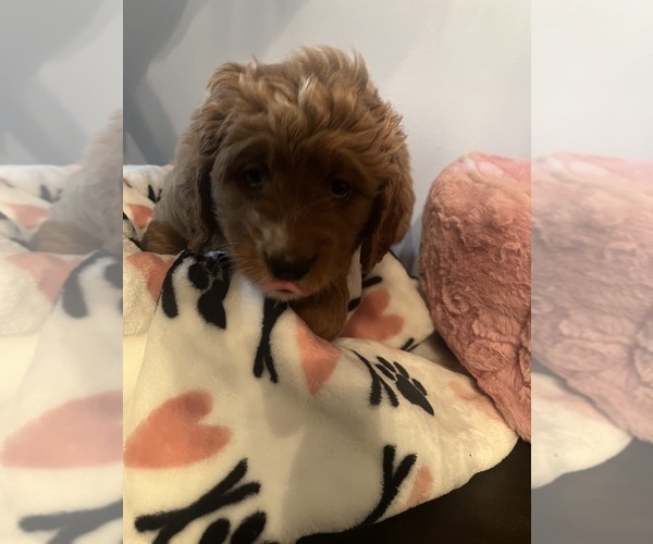 Medium Photo #29 Goldendoodle (Miniature) Puppy For Sale in LOVES PARK, IL, USA