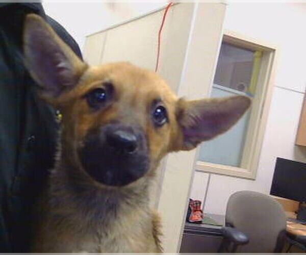 Medium Photo #1 Mutt Puppy For Sale in Sacramento, CA, USA