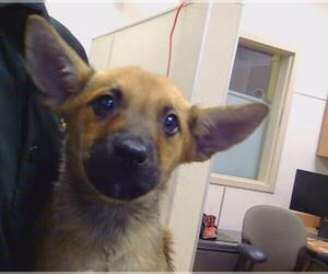 Mutt Dogs for adoption in Sacramento, CA, USA