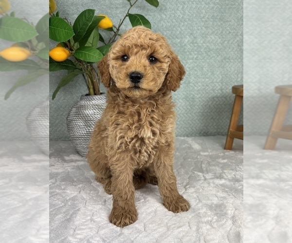 Medium Photo #3 Goldendoodle (Miniature) Puppy For Sale in FRANKLIN, IN, USA
