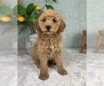 Small #2 Goldendoodle (Miniature)