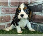 Small #1 Cavalier King Charles Spaniel