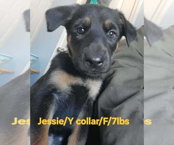 Medium Photo #1 German Shepherd Dog-Unknown Mix Puppy For Sale in Aurora, IN, USA