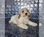 Small Photo #3 Cockapoo-Poodle (Miniature) Mix Puppy For Sale in GOSHEN, IN, USA