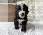Small #5 Bernedoodle