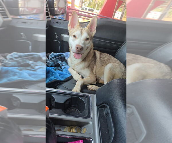 Medium Photo #9 Huskies -Unknown Mix Puppy For Sale in New York, NY, USA