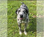 Small Photo #4 Black and Tan Coonhound-Catahoula Leopard Dog Mix Puppy For Sale in Atlanta, GA, USA