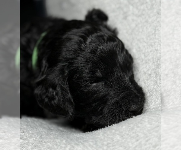 Medium Photo #7 Goldendoodle Puppy For Sale in HOWARD CITY, MI, USA