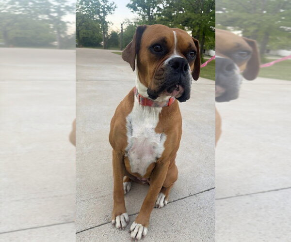 Medium Photo #4 Boxer Puppy For Sale in Austin, TX, USA