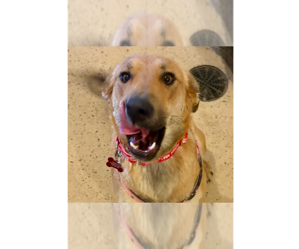 Medium Photo #2 Mutt Puppy For Sale in Andover, MN, USA