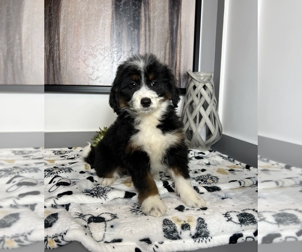 Medium Photo #3 Miniature Bernedoodle Puppy For Sale in FRANKLIN, IN, USA
