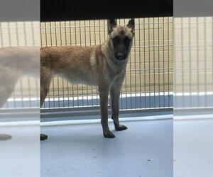 Mutt Dogs for adoption in Downey, CA, USA