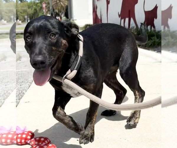 Medium Photo #3 Mutt Puppy For Sale in Sanford, FL, USA