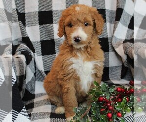 Goldendoodle-Poodle (Standard) Mix Puppy for sale in LEOLA, PA, USA