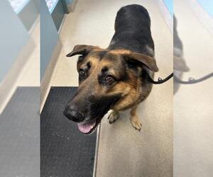 German Shepherd Dog Dogs for adoption in Newton, NC, USA