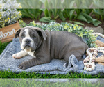 Puppy Morgan English Bulldog-Olde English Bulldogge Mix