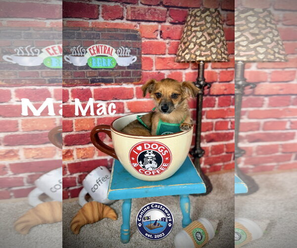 Medium Photo #10 Chiweenie Puppy For Sale in Arcadia, FL, USA