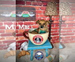 Small Photo #10 Chiweenie Puppy For Sale in Arcadia, FL, USA
