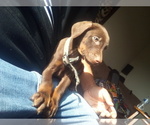 Small Photo #19 Doberman Pinscher Puppy For Sale in PASCO, WA, USA