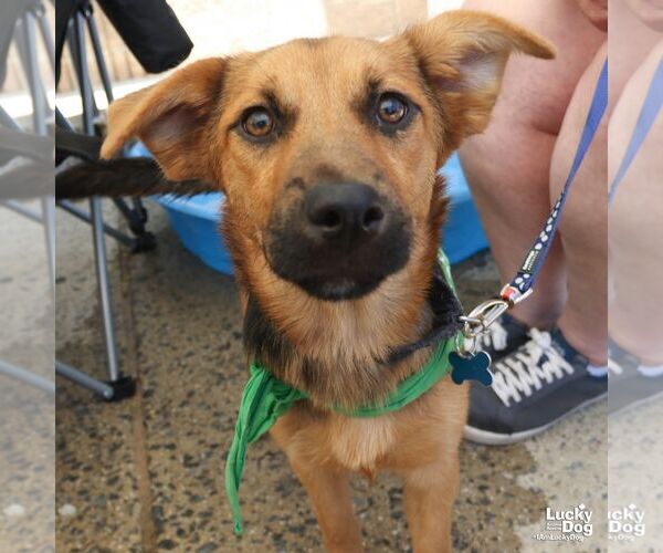 Medium Photo #5 Labrador Retriever-Retriever  Mix Puppy For Sale in Washington, DC, USA