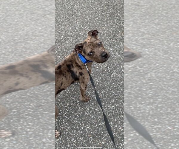 Medium Photo #2 Catahoula Leopard Dog Puppy For Sale in Earl, NC, USA