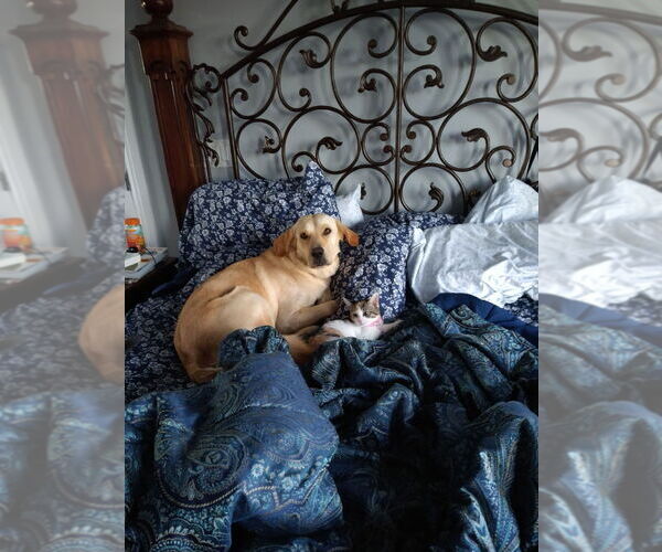 Medium Photo #7 Mutt Puppy For Sale in Salt Lake City, UT, USA