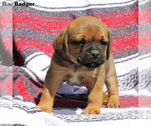 Puggle Puppy for sale in CHARLOTT HALL, MD, USA