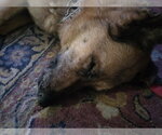 Small #9 German Shepherd Dog Mix