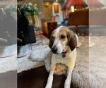 Walker - Male Coonhound Dog for Adoption - Small photo