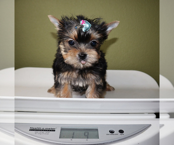 Medium Photo #5 Yorkshire Terrier Puppy For Sale in LOS ANGELES, CA, USA