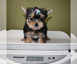 Small #4 Yorkshire Terrier